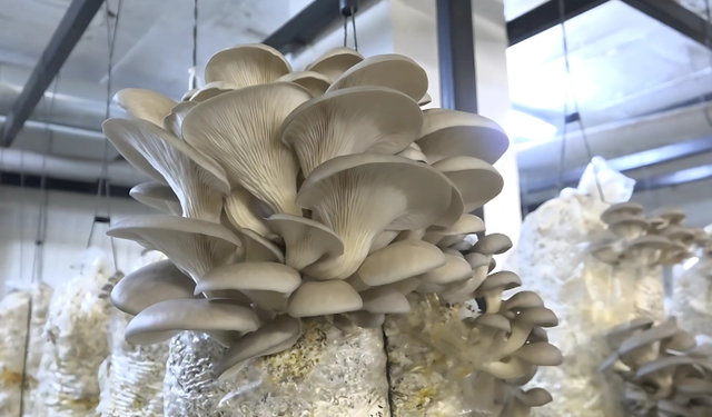 Yüksek Et Fiyatlarına Karşı Sağlıklı ve Ekonomik Seçim: İstiridye Mantarı