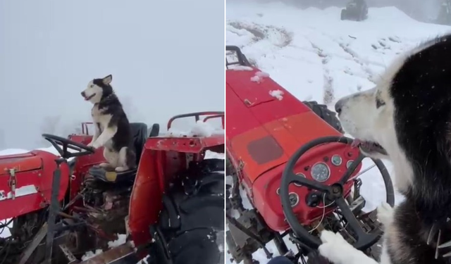Sibirya Kurdu Çakır, Karda Traktör Kullanarak Sosyal Medyayı Salladı!