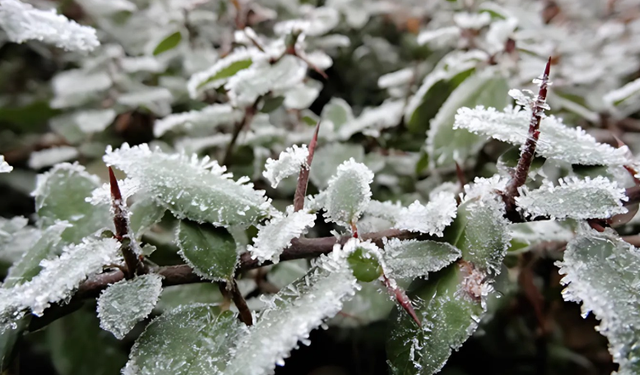 Meteorolojiden Alanya İçin Zirai Don Alarmı: Çiftçilere Kritik Uyarılar!