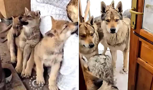 "Ağır Misafirlerimiz Var" Deyip Kurt Sürüsünü Evine Aldı