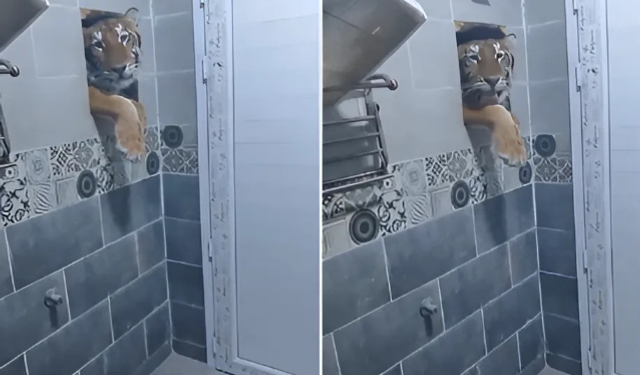 Afrika'da Şok Eden Olay: Tuvaletteyken Delikten Kaplan Çıktı!