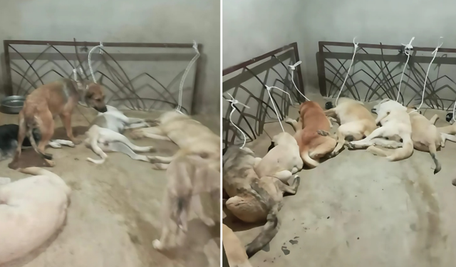 Alanya’da Hayvan Eziyeti Skandalı: Çelişkili Açıklamalar Tartışmayı Alevlendirdi