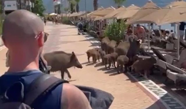 Yaban Domuzları, Yüzlerce İnsanın Arasında Denize Girerek Serinledi