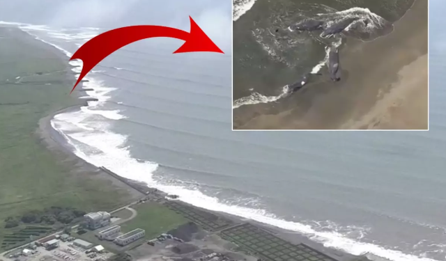 8,8 Büyüklüğündeki Deprem Sonrası Balinalar Japonya Kıyılarına Vurdu