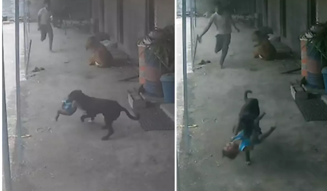 Sokak Köpeğinin Kaçırmaya Çalıştığı Bebeğin İmdadına Babası Yetişti