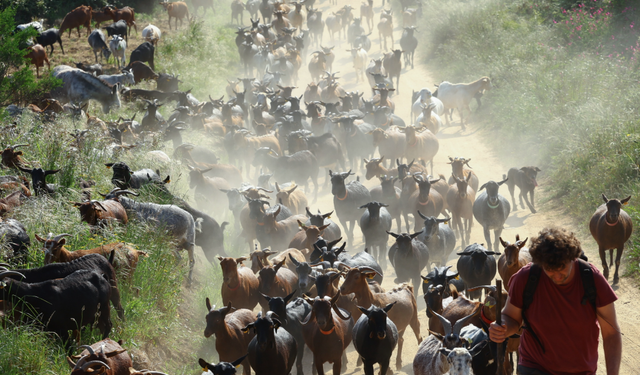 İspanya’da  Orman Yangınlarına Karşı Keçi İle Müdahale Yöntemi