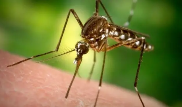 Avrupa’da Sivrisinek Ter*rü: Batı Nil Virüsü Salgını Kapıda!