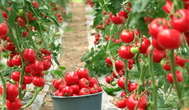 Karacabey’de tarımsal üretimle maliyet avantajı hedeflendi