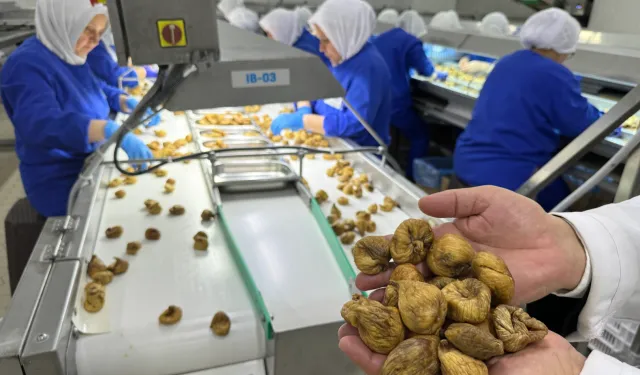 Kuru incir ihracatı 350 milyon doları aştı... İhracat için ilk gemiye hazırlanılıyor