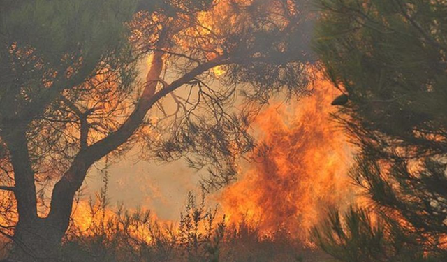 Alanya’da Orman Yangını: Havadan ve Karadan Müdahale Sürüyor