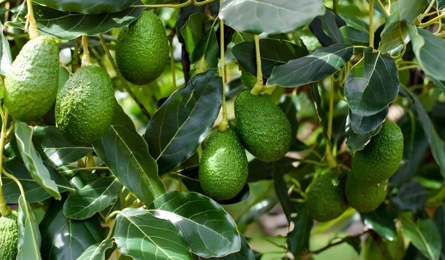 Alanya'da Avokado Fiyatlarındaki Sert Düşüş ''İTHAL ÜRÜN'' Tartışmalarını Alevlendirdi