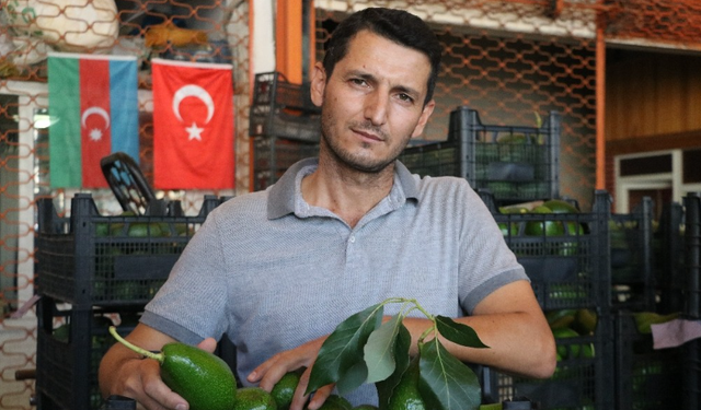 Alanya’da “Kenya Avokadosu” Krizi: Başkan Sevilgen’den İddialara Sert Yanıt