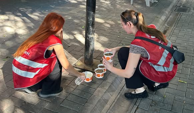 Alanya Kent Konseyi’nden Sokak Hayvanları İçin Anlamlı Etkinlik