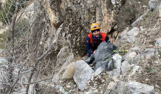 Keçi Kurtarma Operasyonu Başarıyla Tamamlandı: Sahibine Teslim Edildi