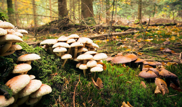 Alanya'da Mantar Zehirlenmesi: 2 Kişi Yoğun Bakımda