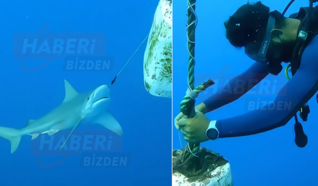 Antalya’da Oltaya Takılan Köpek Balığı Dalgıçların Müdahalesiyle Kurtuldu