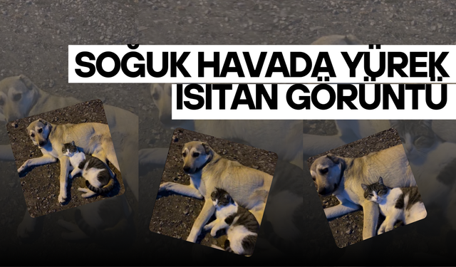 Soğuk Havada Yürek Isıtan Görüntü