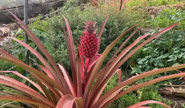Alanya’da İlk Ananas Meyveleri Görüldü