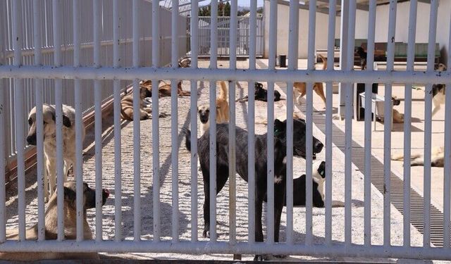 Köpeği Bir Kişiyi Isırdı, Sahibine 108 Bin Lira Ceza Kesildi