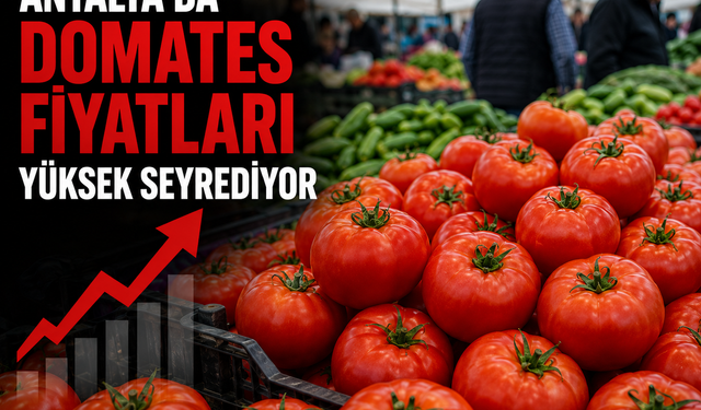 Antalya’da Domates Fiyatları Yüksek Seyrediyor