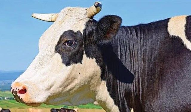 Kurban Fiyatları Tartışılırken Suriye’den Gelen Görüntüler Gündem Oldu