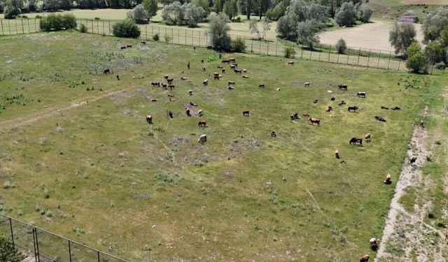 Bir Zamanların Gözde Tesisleri Şimdi Otlak: Yozgatspor’un Antrenman Sahaları Kaderine Terk Edildi
