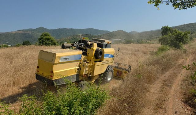 Gazipaşa Belediyesi Karakılçık Buğdayının Hasadını Gerçekleştirdi