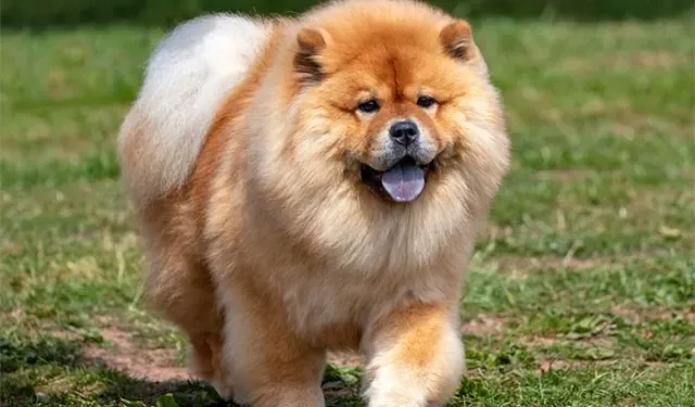 Sıcak Havada Kilometrelerce Yürütülen Köpeğin Ölümüyle İlgili Şahıs Gözaltına Alındı