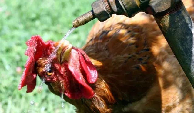 Fransa'da Aşırı Sıcaklar Tarımı Vurdu: 6 Bin Ton Kümes Hayvanı Telef Oldu
