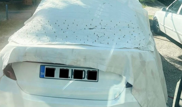 Alanya'da Kedilere Çivili Tuzak Tepkisi
