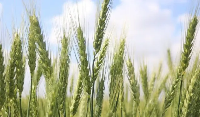 Tarımda Tarihi Rekor: Türkiye Avrupa'da Zirveye Çıktı