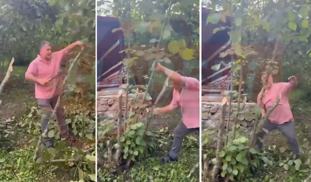 Fındık Para Etmeyince Bahçesindeki Ağaçları Balta İle Kesti