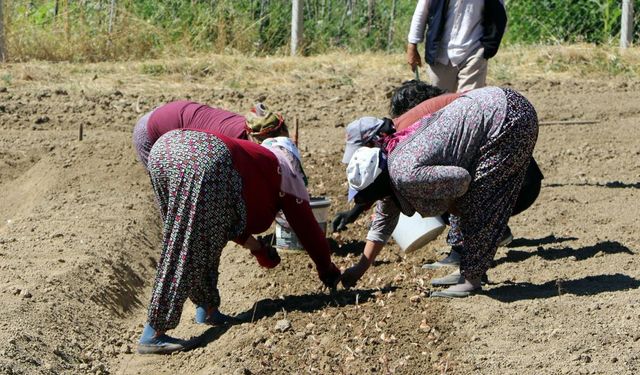 Safranbolu'da Altın Değerinde Hasat İçin İlk Adım: Kilosu 600 Bin Lira