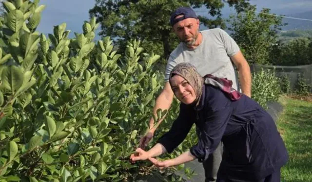 Sakarya'da Boş Arazisini Aronya Bahçesine Çevirdi: İlk Hasat İçin Gün Sayıyor