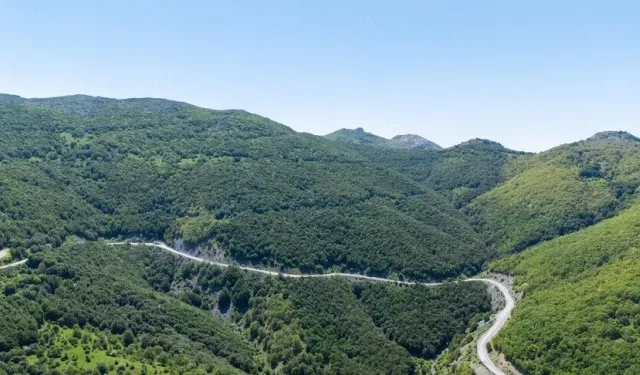 Ormanların Korunmasına 6 Ayda 16,5 Milyar Lira Harcandı
