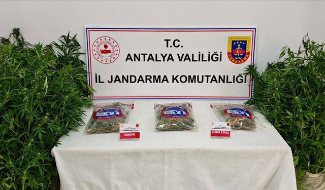 Gazipaşa’da Kenevir Operasyonu: Şüpheli Sulama Yaparken Yakalandı
