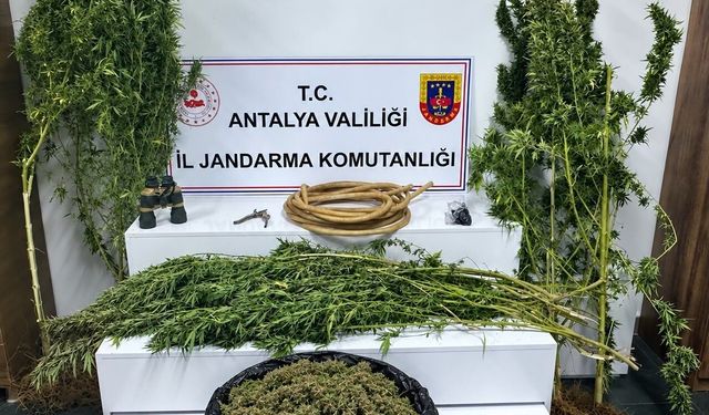 Alanya’da Jandarmadan Zehir Tacirlerine Büyük Darbe!