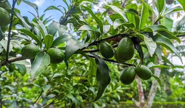 Alanya’da Avokado Ve Muzda Yeni Fiyatlar Belli Oldu