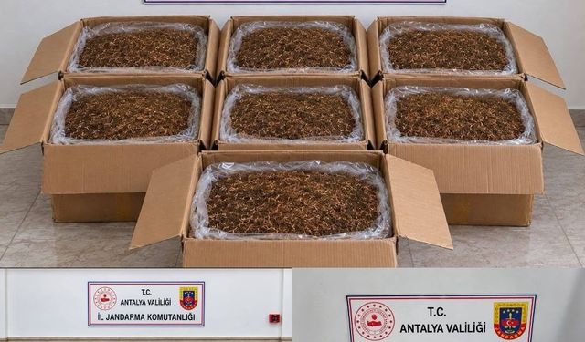 Antalya ve Alanya’da Jandarmadan Kaçak Tütün Operasyonu