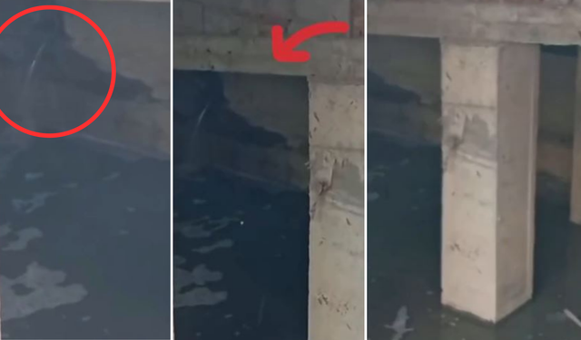 Alanyalı Turizmciden Sert Tepki: ''Bunu Yapan İnsan Olamaz''