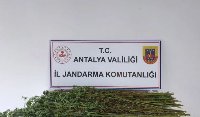 Serik’te Kenevir Operasyonu: Bir Şüpheli Gözaltında