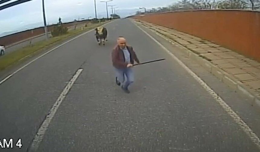 Yola Çıkan İneği Uzaklaştırmak İsterken Neye Uğradığını Şaşırdı