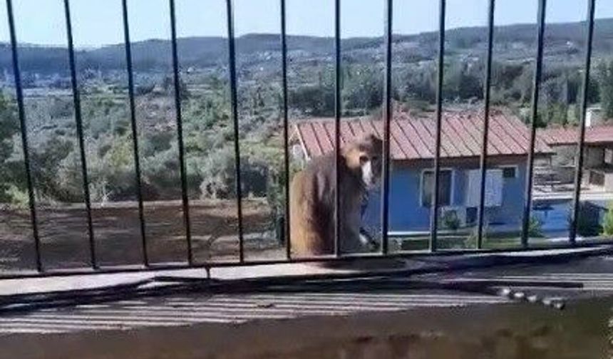Kaçak Maymun Alarmı Jandarma Ve Mahalleli Seferber Oldu