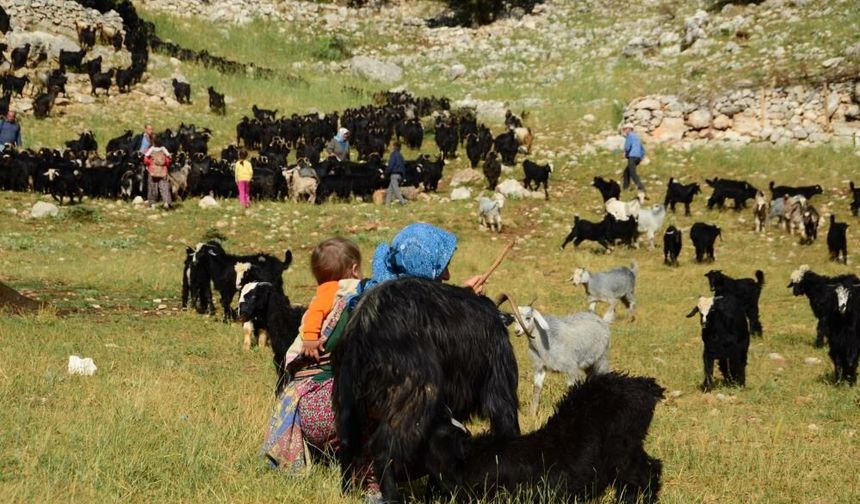 Alanya'da Yörüklerin Yayla Serüvenleri Başladı