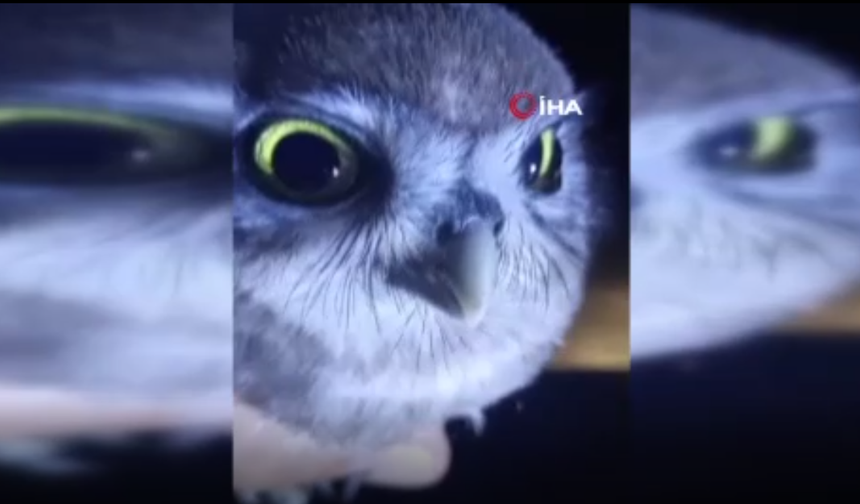 Yolda Rastladığı Yavru Baykuşla Kurduğu Diyalog İç Isıttı