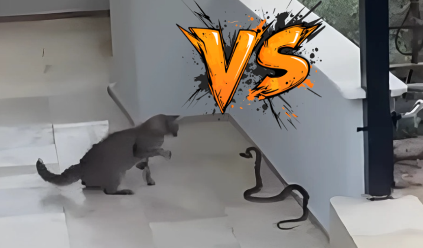 Alanya’da Cesur Kedinin Yılanla Mücadelesi Sosyal Medyayı Salladı