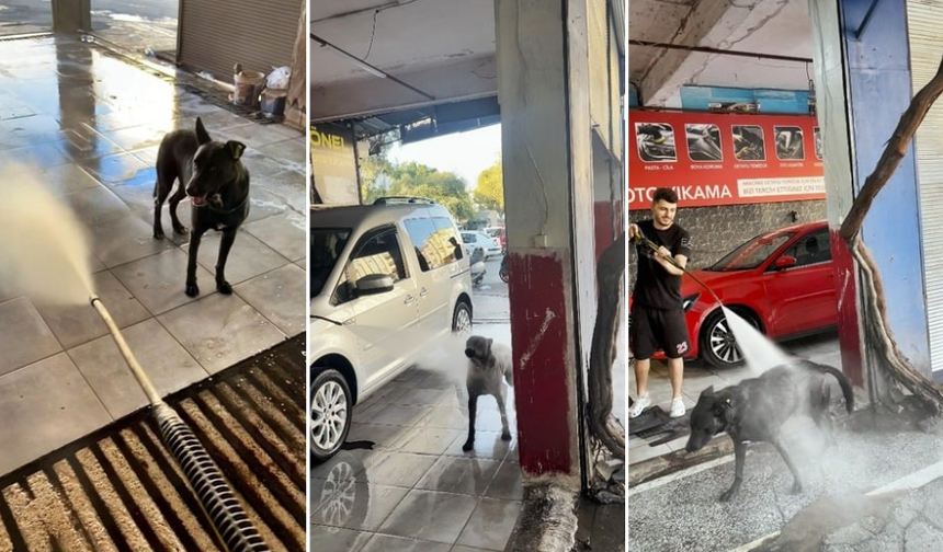 Sıcaktan Bunalan Köpeğin Serinleme Yöntemi İzleyenleri Gülümsetti