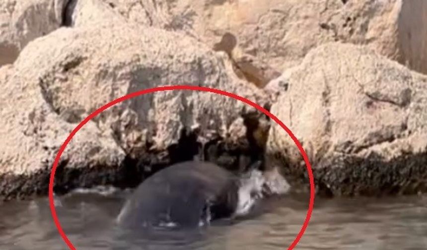 Antalya’da Denizin Mucizesi: Yavru Balina Kayalıklardan Kurtarıldı