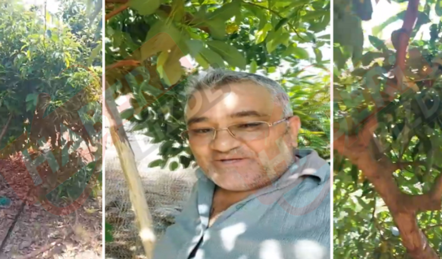 Alanya’da Avokado Hırsızları Üreticileri İsyan Ettirdi: ‘’Emeklerimiz Heba Oluyor’’