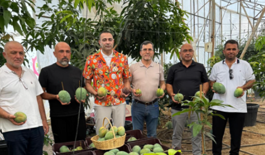 Tropikal Cenneti Alanya’da Mango Hasadı Başladı
